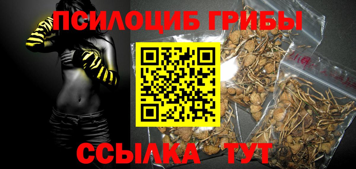 Псилоцибиновые грибы Cubensis Камень-на-Оби